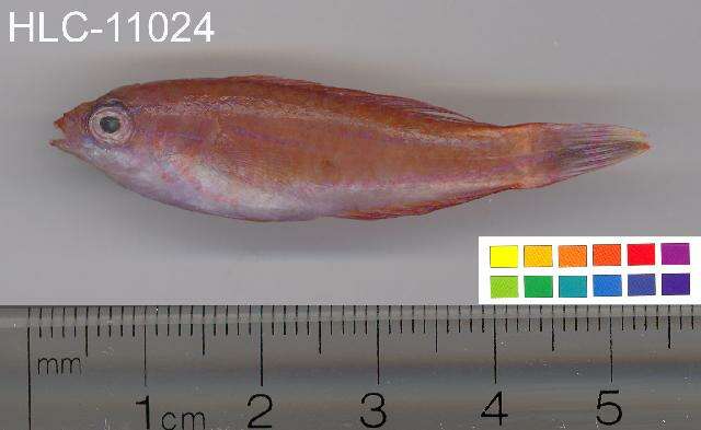 Image de Paracheilinus flavianalis Kuiter & Allen 1999