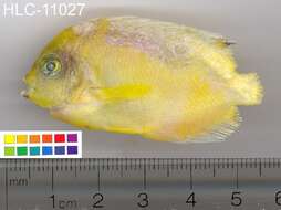 Image of Golden Angelfish