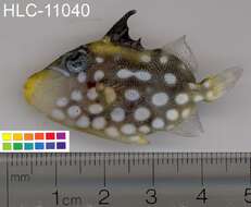 Image of clown triggerfish