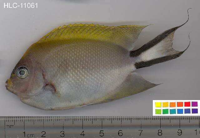 Image of Black-spot Angelfish