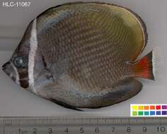 Image of Brown Butterflyfish