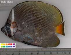 Image of Brown Butterflyfish