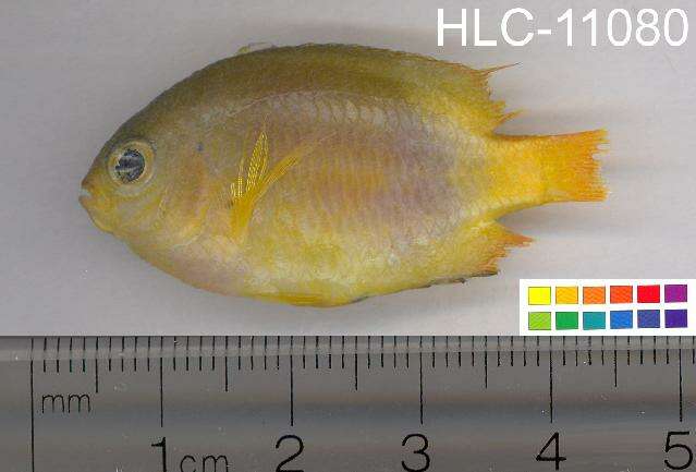 Image of Lemon damsel