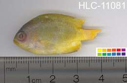 Image of Lemon damsel