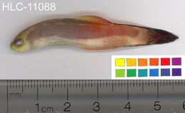 Image of Fire Dartfish