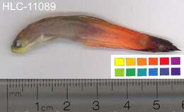 Image of Fire Dartfish