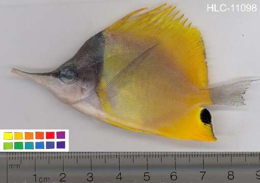 Image of Longnose butterflyfishes