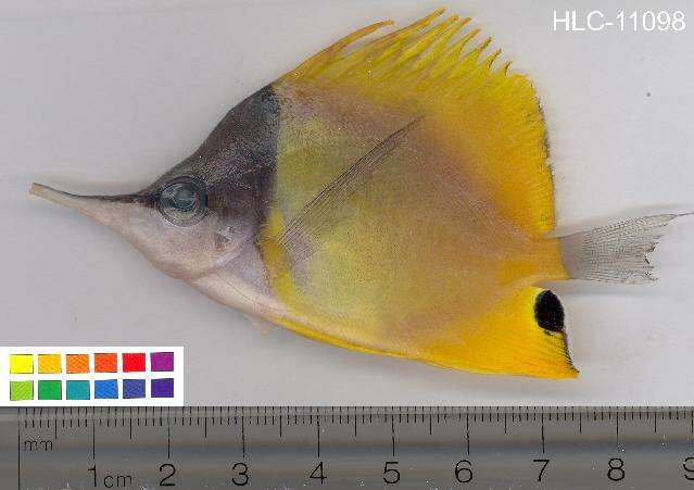 Image of Longnose butterflyfishes