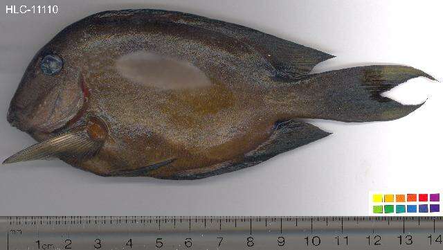 Image of Two-spot Bristletooth