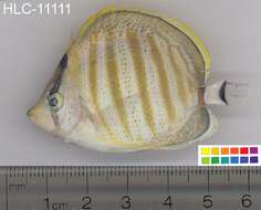 Image of Multiband Butterflyfish