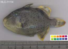 Image of Yellowmargin triggerfish