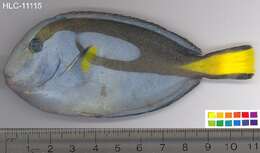 Image of Paracanthurus