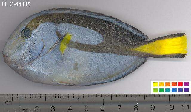 Image of Paracanthurus