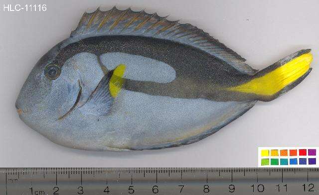 Image of Paracanthurus