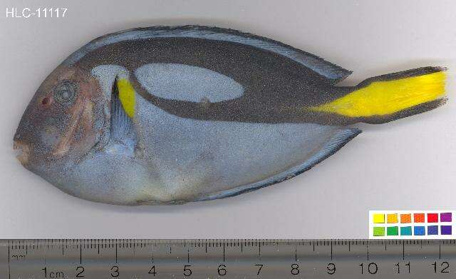 Image of Paracanthurus