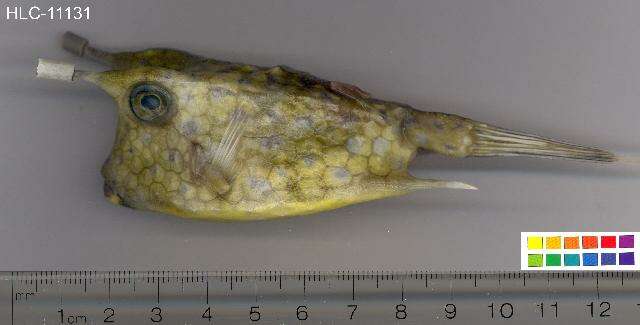 Image of Longhorn cowfish