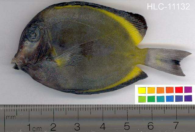 Imagem de Acanthurus japonicus (Schmidt 1931)