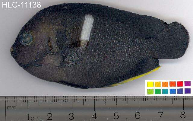 Image of Black Angelfish