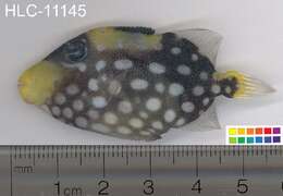 Image of clown triggerfish