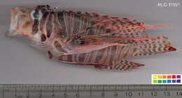 Image of Broadbarred firefish