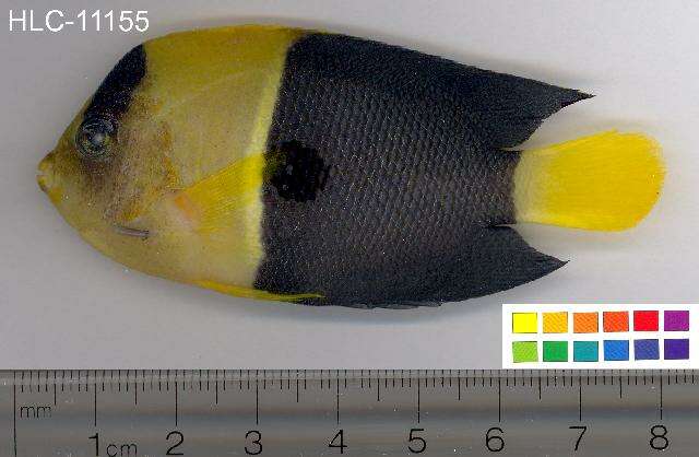 Image of Bicolor Angelfish