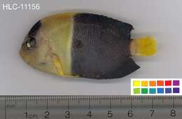 Image of Bicolor Angelfish