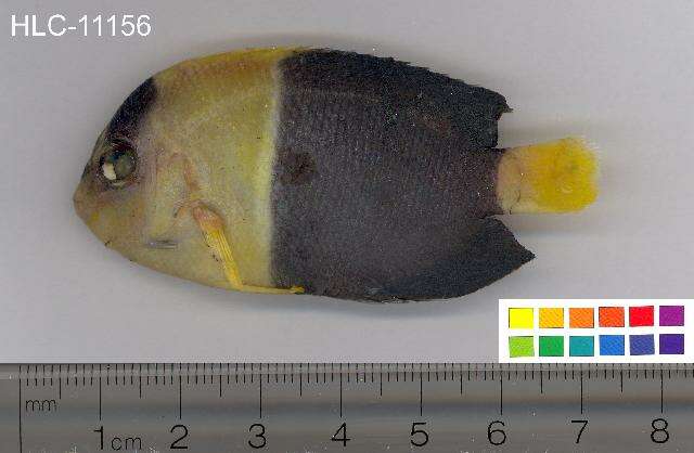 Image of Bicolor Angelfish