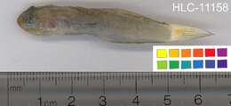 Image of Crosshatch goby