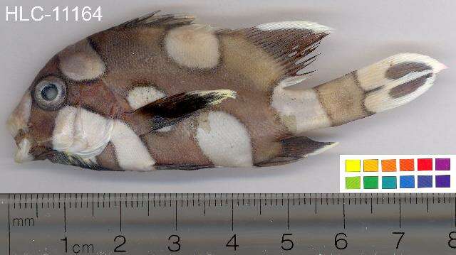 Image of Harlequin sweetlips