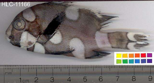 Image of Harlequin sweetlips