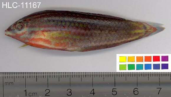 Image of Biocellate wrasse