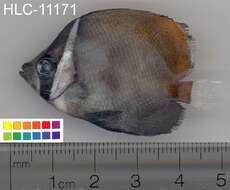 Image of Brown Butterflyfish