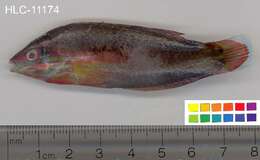 Image of Biocellate wrasse