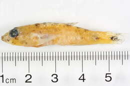 Fusigobius signipinnis Hoese & Obika 1988 resmi