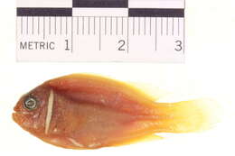 Image of Eastern Skunk Anemonefish