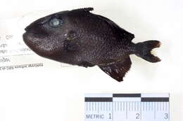 Image of Odonus