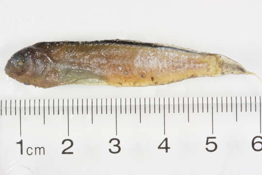 Image of Canary fangblenny