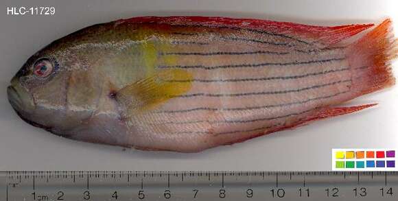 Слика од Labracinus cyclophthalmus (Müller & Troschel 1849)