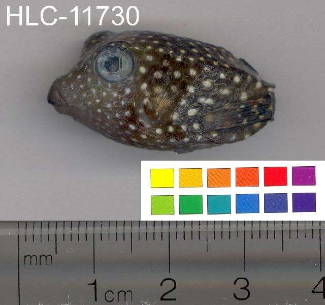 Image of Spotted boxfish