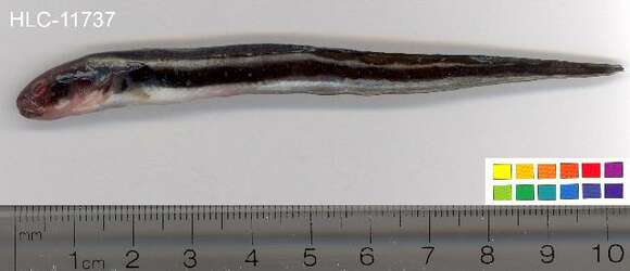 Image of Taenioides