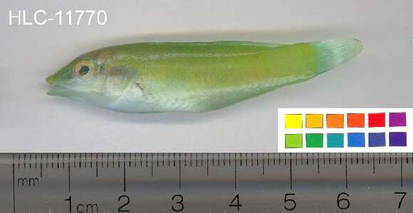 Image of Black-blotched wrasse