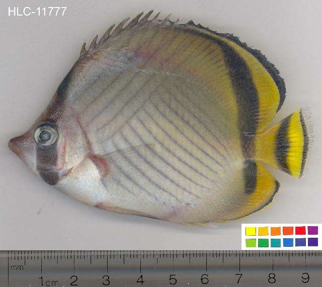 Image of Butterfly fish