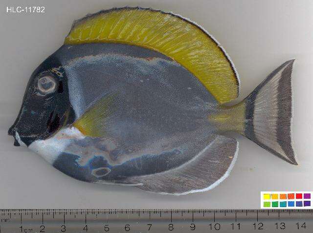 Imagem de Acanthurus leucosternon