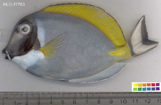 Imagem de Acanthurus leucosternon