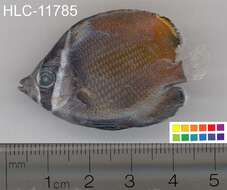 Image of Brown Butterflyfish