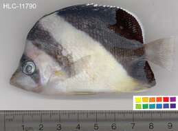 Image of Black-barred Butterflyfish