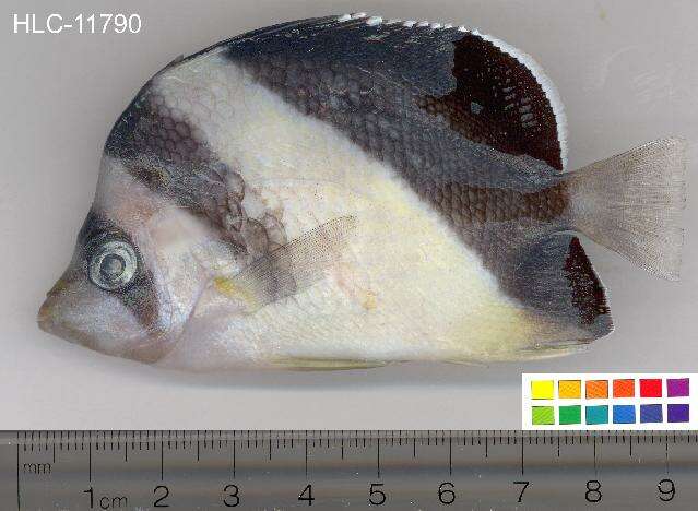 Image of Black-barred Butterflyfish