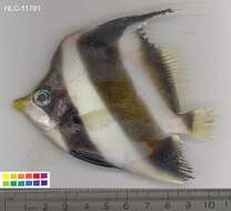 Image of Horned Bannerfish