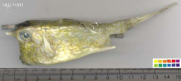 Image of Longhorn cowfish