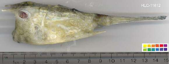 Image of Longhorn cowfish